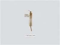 藏品(蟻蛉88)的圖片